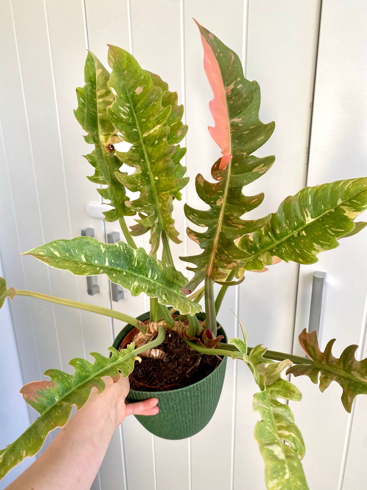 Philodendron Ring of Fire - Zeldzame Kamerplant, Binnen, Overige typen, Overige materialen, Ophalen of Verzenden