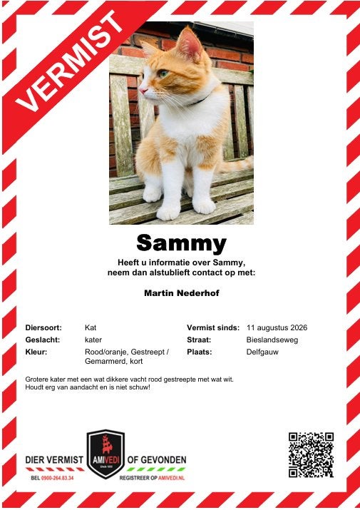 Gezocht rode oranje kat / kater Sammy, Kater, Gechipt, 0 tot 2 jaar