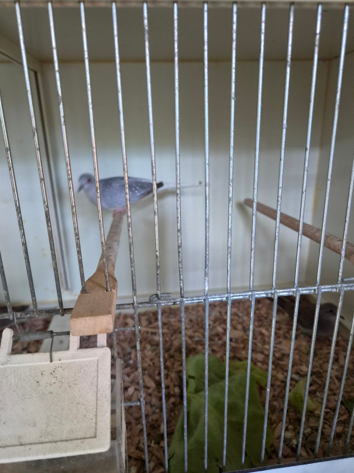 diamantduifjes, jonge duifjes van 2026, Dieren en Toebehoren, Ophalen, 110 cm of meer, Minder dan 65 cm