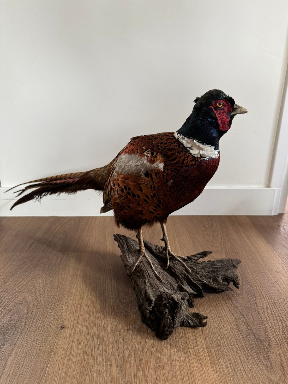 Prachtige Opgezette Fazant (Haan) op Grillig Kienhout, Ophalen of Verzenden, Zo goed als nieuw, Vogel, Opgezet dier