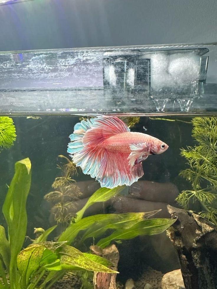BETTA VIS GEZOCHT!, Dieren en Toebehoren, Vis