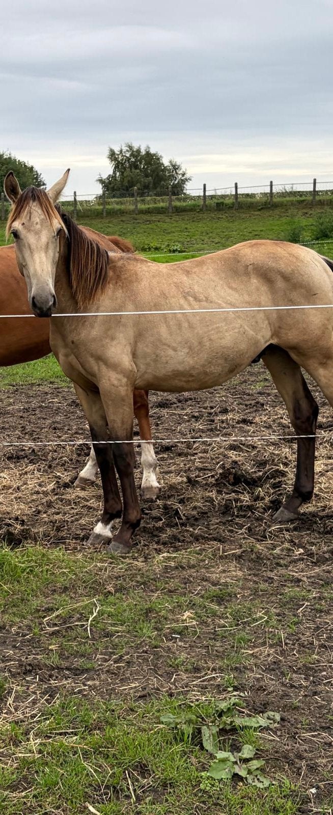 Jaarling valk hengst vader White Dream GF, Hengst, Minder dan 160 cm, Dressuurpaard, 0 tot 2 jaar