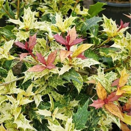 Osmanthus Goshiki 'Tricolor'. 3 kleurige sierhulst haagplant, Tuin en Terras, Overige soorten, Volle zon, Vaste plant, Ophalen of Verzenden