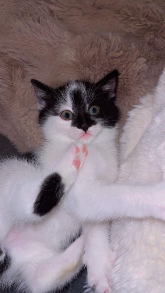 Kittens te koop, Dieren en Toebehoren, Katten en Kittens | Overige Katten, Meerdere dieren, 0 tot 2 jaar