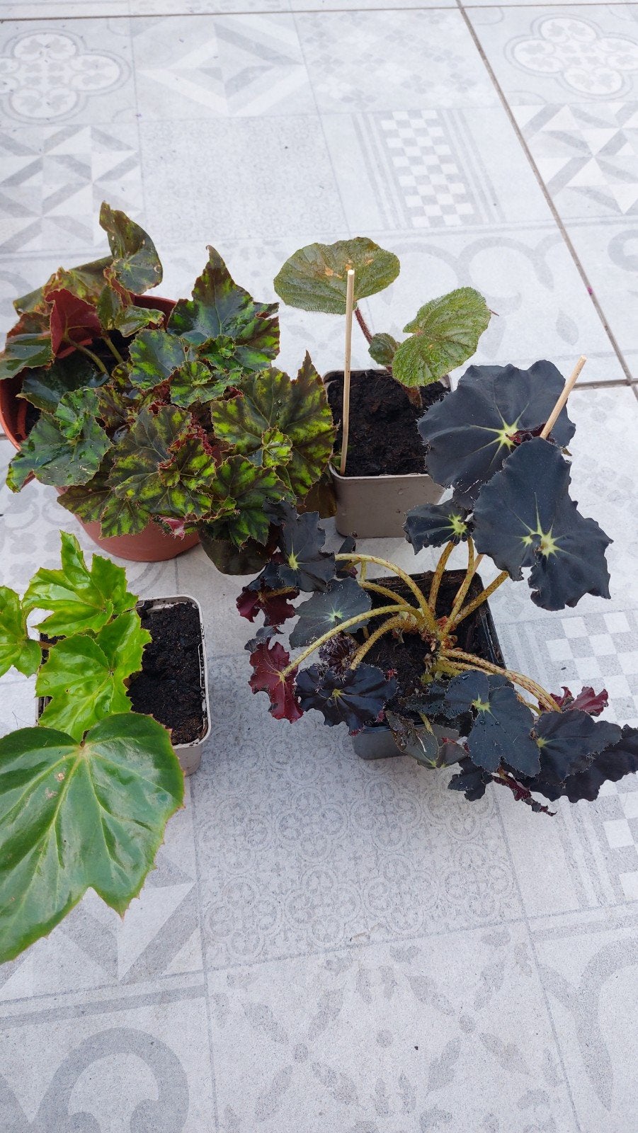 begonia ricinifolia oldemor black tijger, Verzenden, Halfschaduw, Minder dan 100 cm