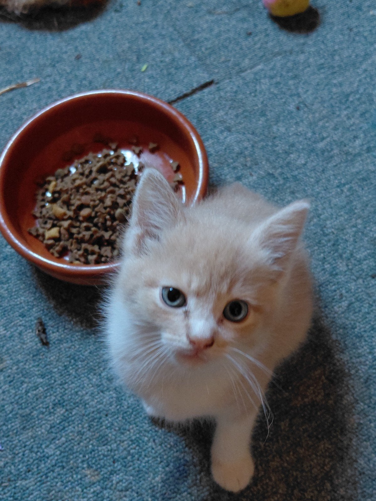 Prachtige zacht rose kitten, Kater, 0 tot 2 jaar