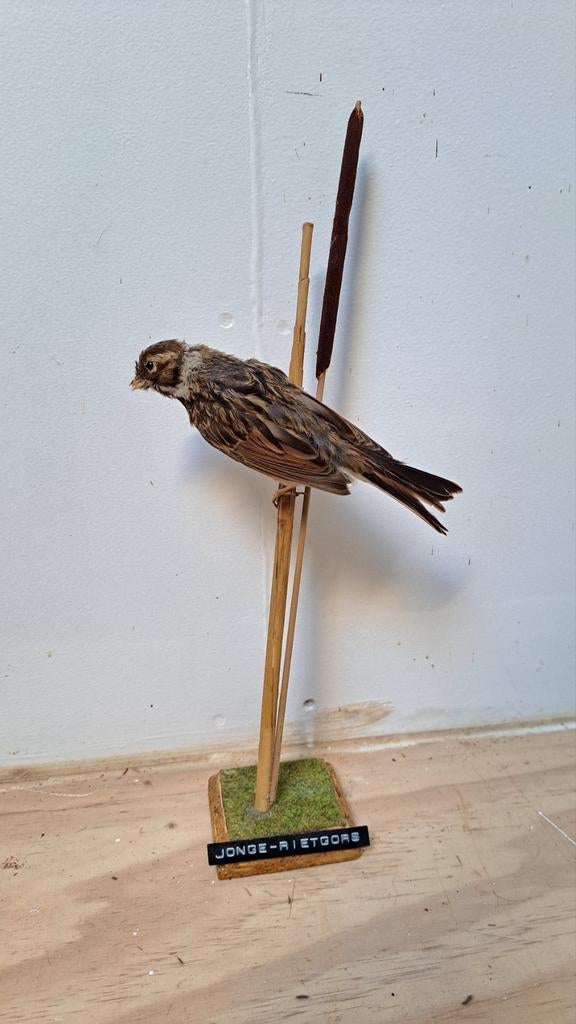 Mooie opgezette Vogel Taxidermy., Verzamelen, Dierenverzamelingen, Ophalen of Verzenden, Zo goed als nieuw, Vogel, Opgezet dier