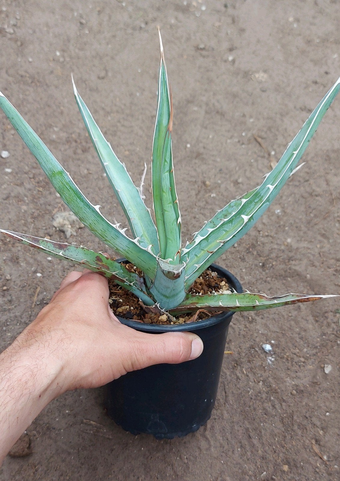 Grote Agave Lechuguilla, Ophalen of Verzenden, Vaste plant, Overige soorten, Halfschaduw