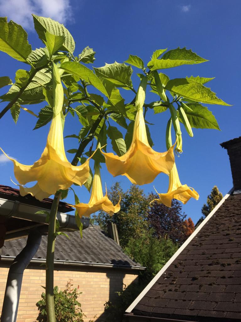 Gele en roze Brugmansia stekken, Ophalen of Verzenden, Zomer, Overige soorten