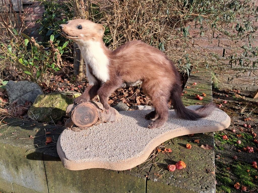 Steenmarter. Taxidermie - opgezet - dieren - landelijk, Ophalen of Verzenden, Zo goed als nieuw, Wild dier, Opgezet dier