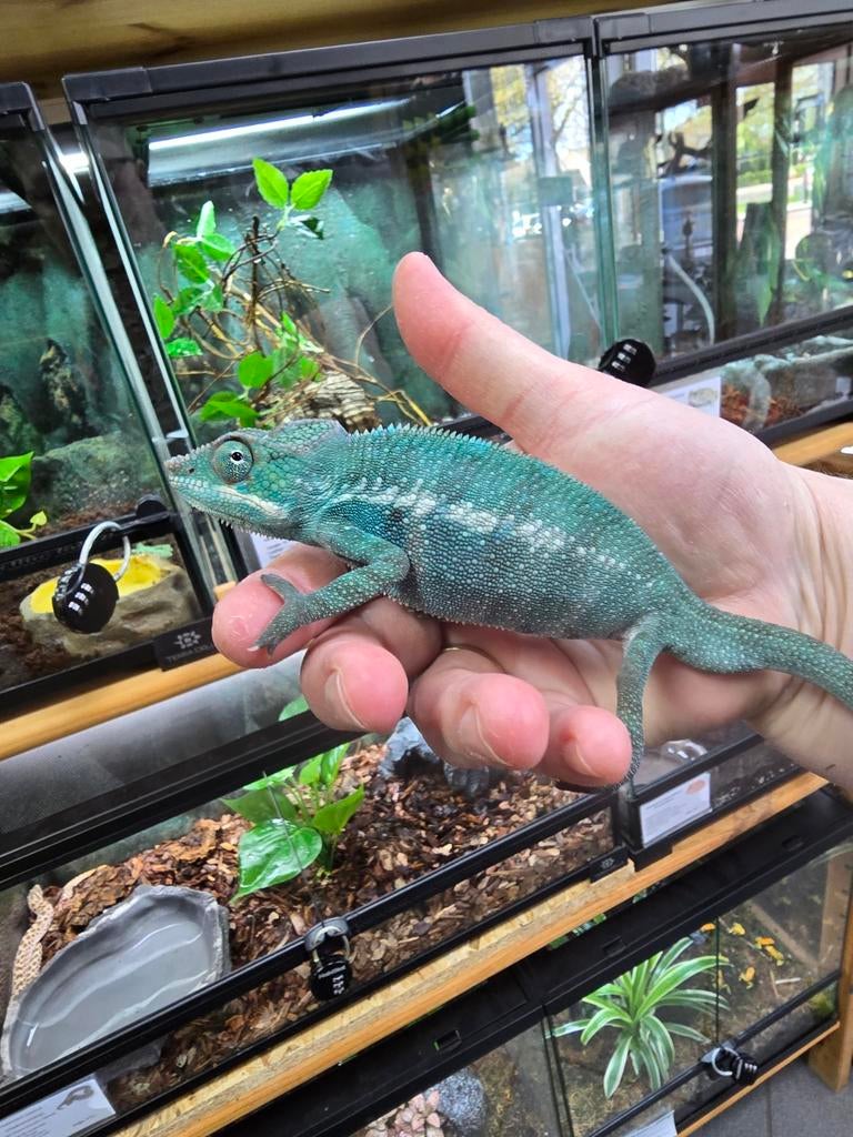 Prachtige furcifer pardalis Nosy Be True blue man. Chameleon - male for sale from Lost Treasures