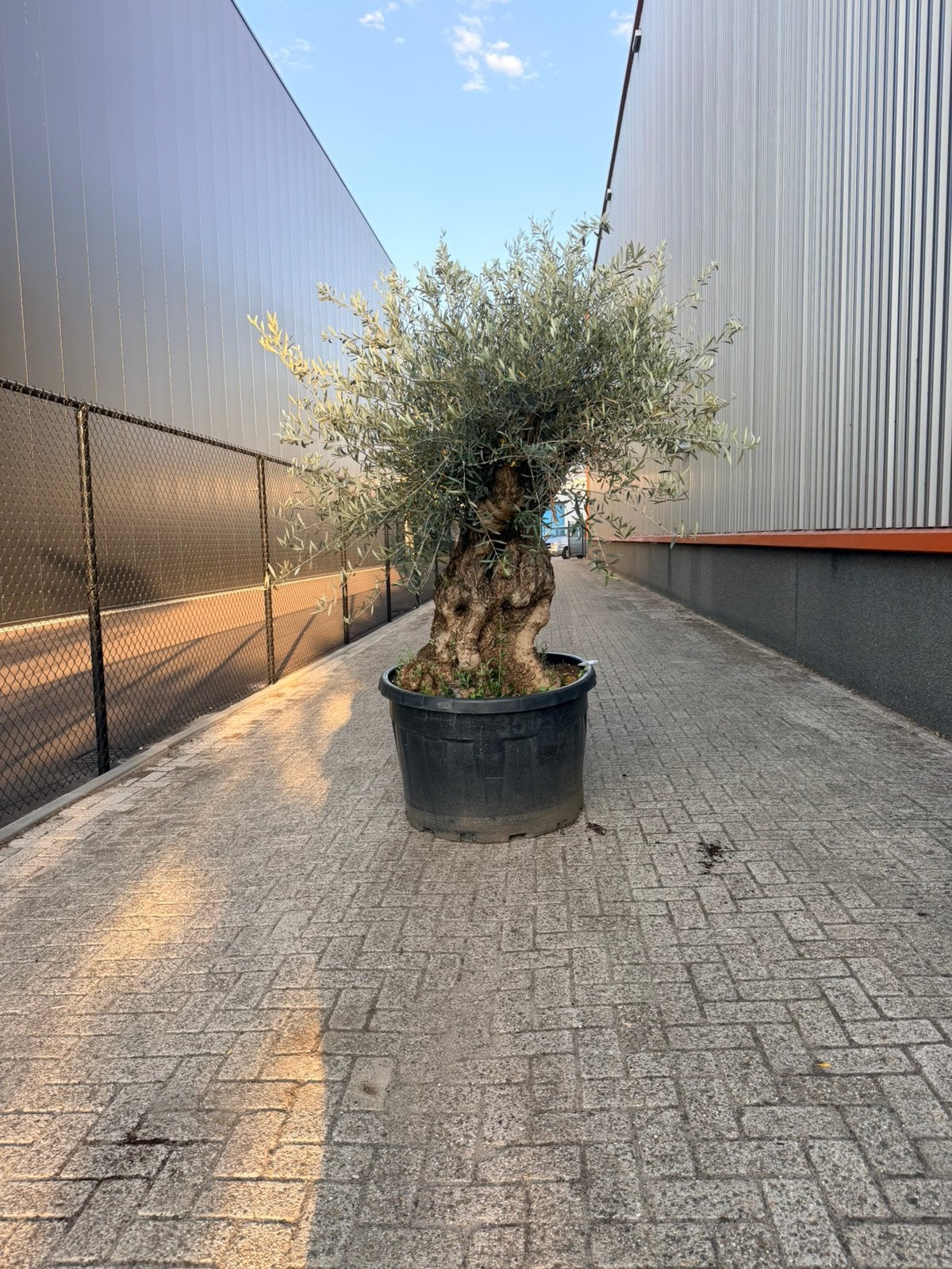Mooie olea europaea olijfboom stamomtrek 120/140 cm, Tuin en Terras, Planten | Bomen, 100 tot 250 cm, Olijfboom, Zomer, Ophalen