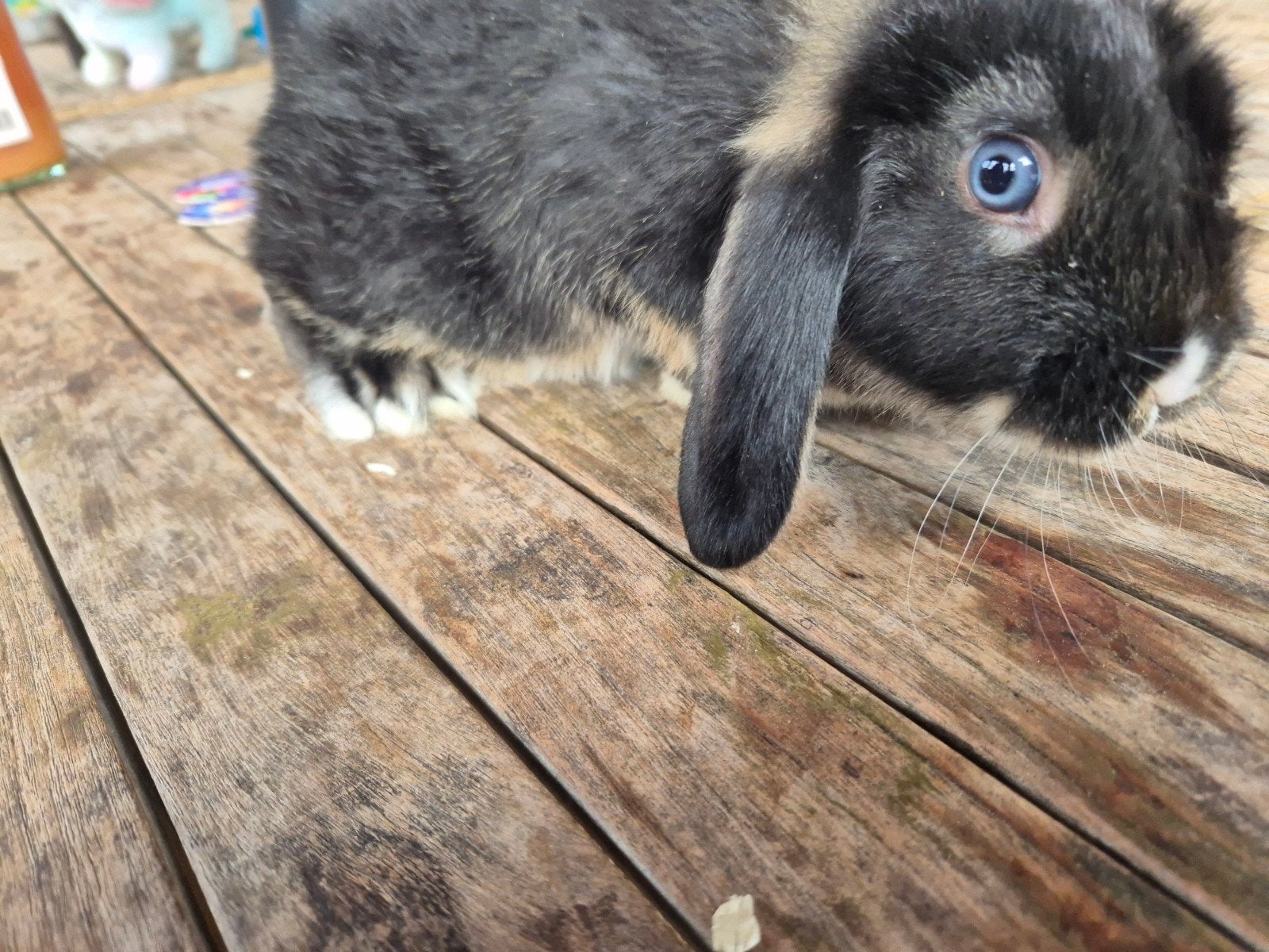 dwerg/hangoor rammelaar, Dieren en Toebehoren, Mannelijk, Dwerg, Hangoor, 0 tot 2 jaar