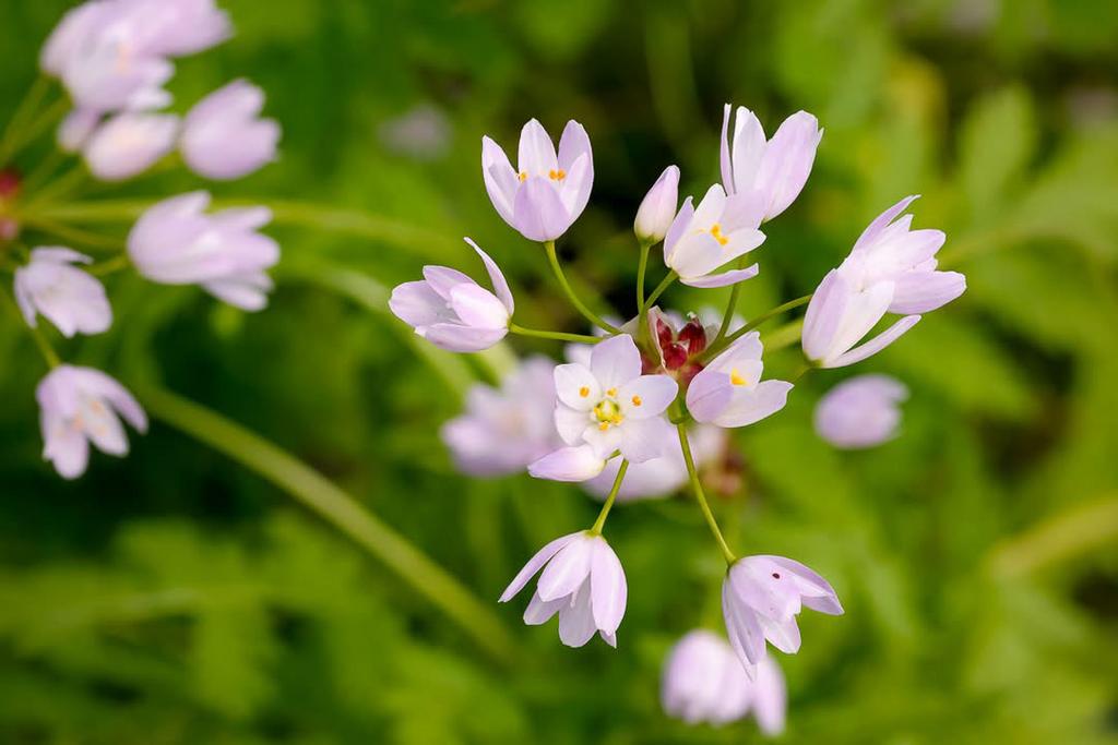 Roze Look (Allium roseum), Ophalen of Verzenden, Volle zon