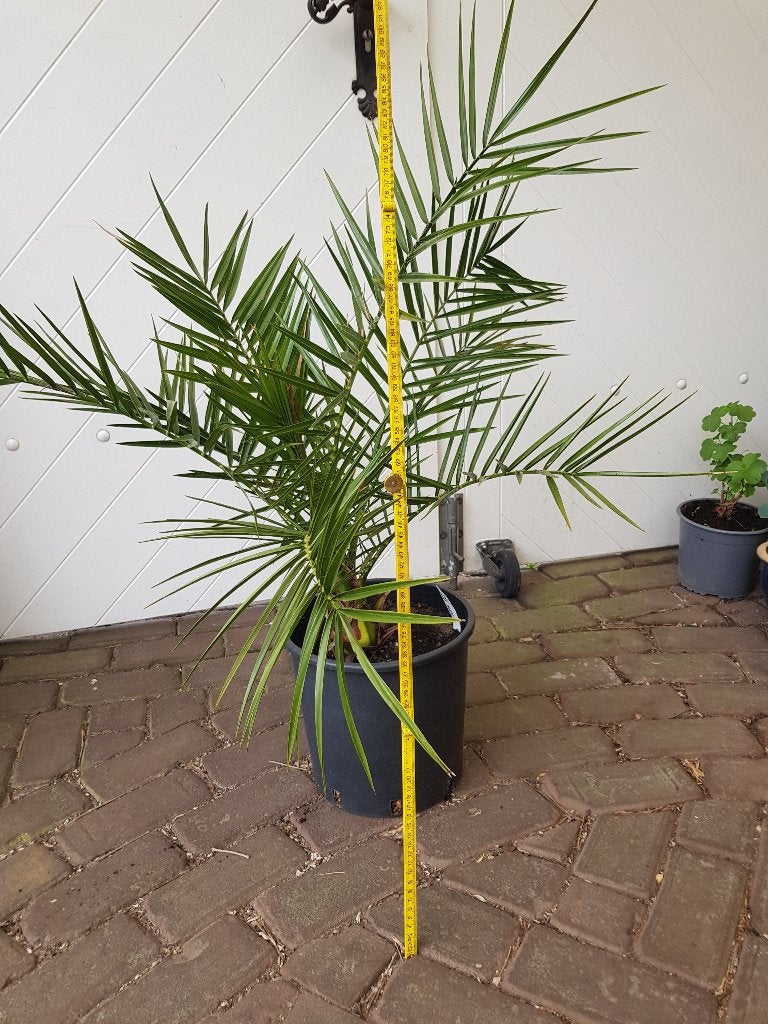 Dadelpalm, Poenix Canariensis, Volle zon, Vaste plant, Bloeit niet, Ophalen