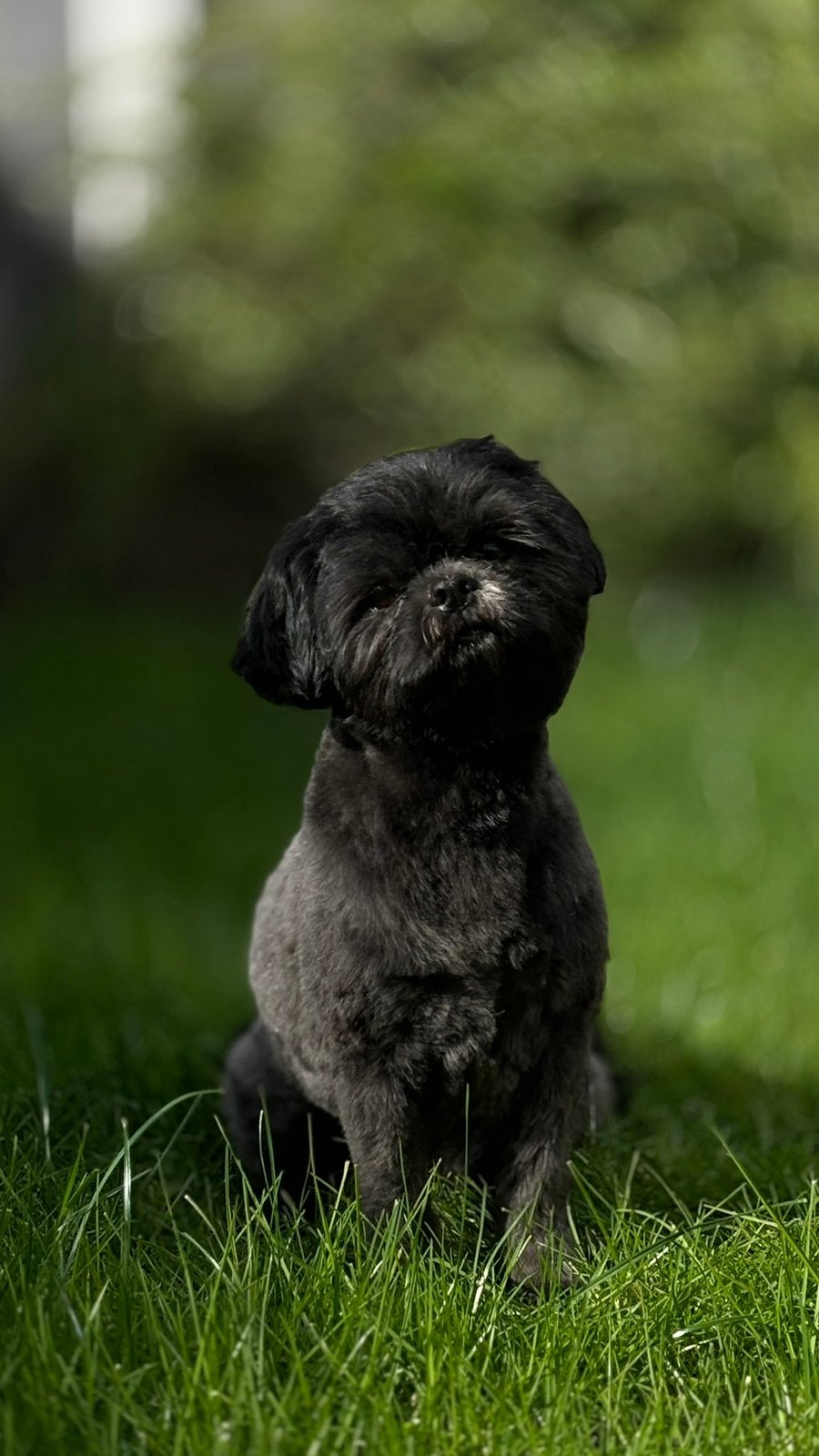 Ik ben op zoek naar een dekreu omgeving Borne/Hengelo/Almelo, Reu, Eén hond, 3 tot 5 jaar, HCC (leverziekte)