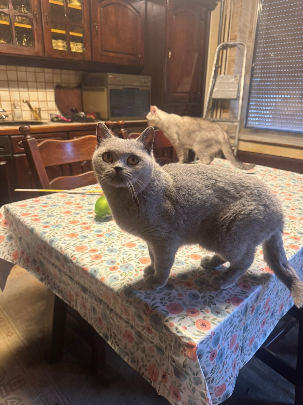 Britse korthaar herplaatsers, Poes