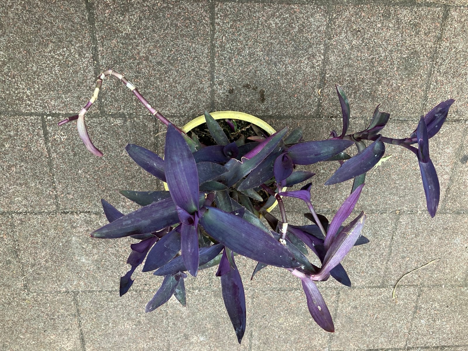 Kamerplant, Ophalen, Volle zon