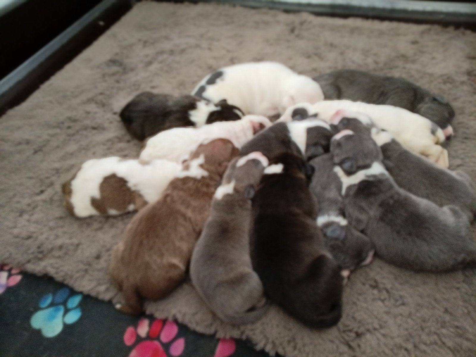 American bully  pups  Abkc & Dbkc  reg., Overige rassen, 8 tot 15 weken, Parvo, Meerdere