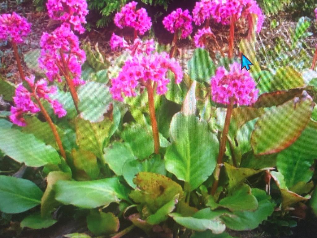 Schoenlappersplant, Tuin en Terras, Planten | Tuinplanten, Volle zon, Vaste plant, Lente, Ophalen