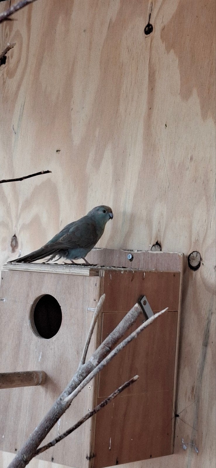 kakariki poppen  van 2025, Dieren en Toebehoren, Vrouwelijk, Parkiet