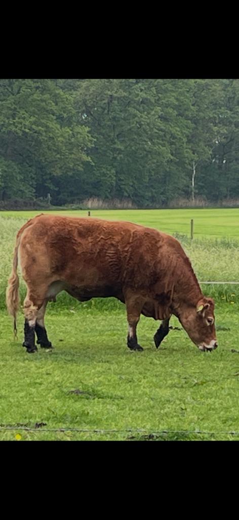 Runderen, Dieren en Toebehoren, Runderen, Vrouwelijk