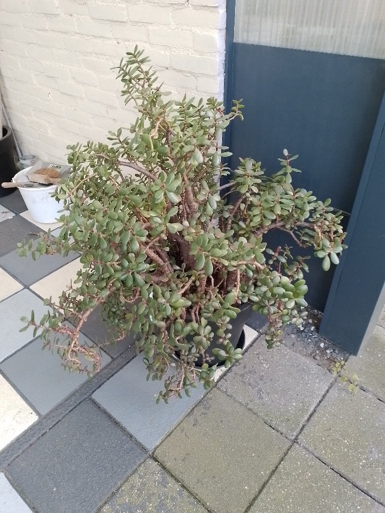 Plant, Huis en Inrichting, Ophalen, Vetplant, Halfschaduw, In pot
