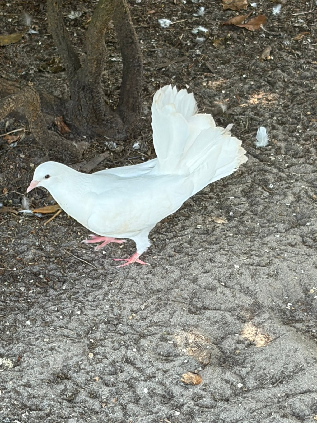 Pauwstaartduiven, Meerdere dieren, Overige soorten