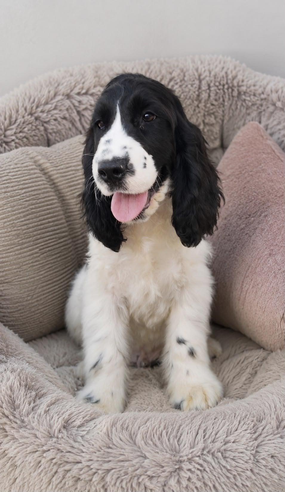 Cocker Spaniël pup, 15 weken tot 1 jaar, Reu, Parvo, Eén hond
