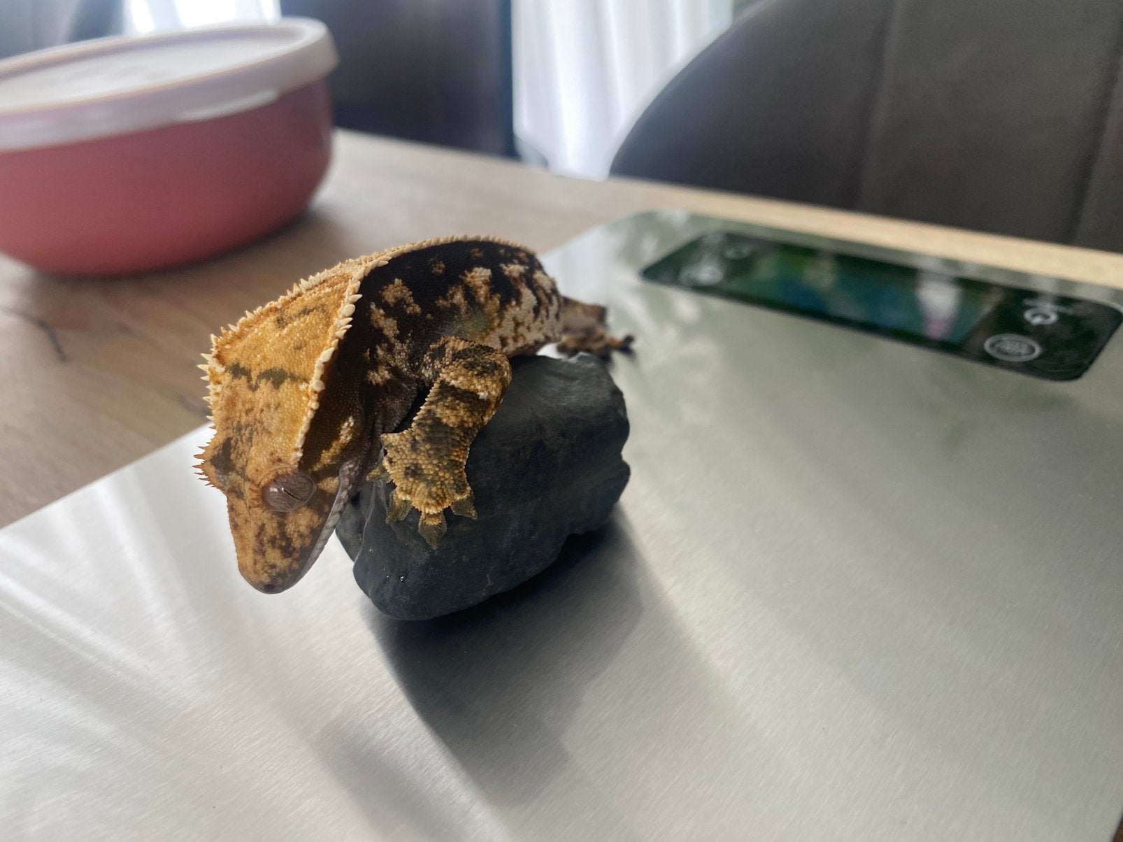 Twee wimpergekko’s (Correlophus ciliatus) Crested Gecko - female for sale from flower