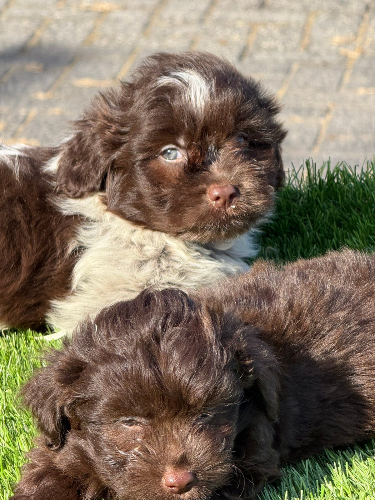 Maltipoo shihpoo poedel maltezer shih tzu pups, Nederland, Parvo, Overige rassen, 8 tot 15 weken