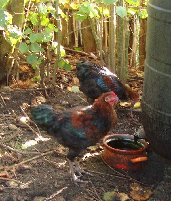 2 jonge haantjes, Dieren en Toebehoren, Mannelijk, Kip