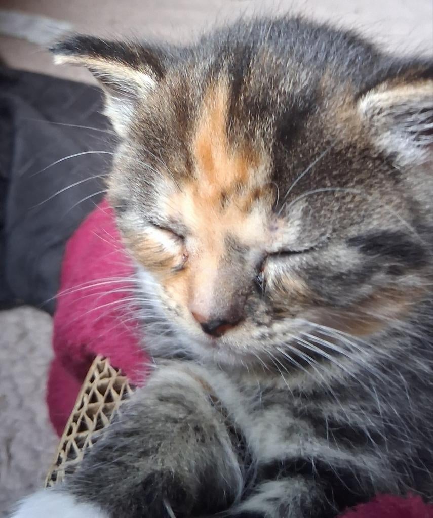 Mooie lieve sociale kittens. Britse korthaar mix., Meerdere dieren, Ontwormd, 0 tot 2 jaar