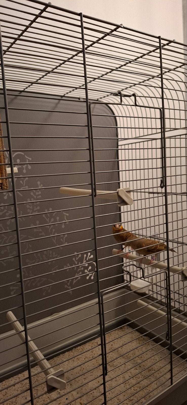 te ruil een koppel band vinken, Dieren en Toebehoren, Meerdere dieren, Tropenvogel, Geringd
