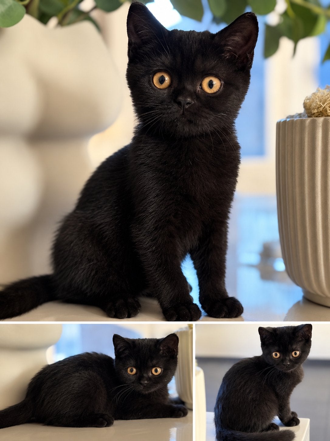 Lieve Britse Korthaar kater stamboom & paspoort 13 weken, Kater, Met stamboom, 0 tot 2 jaar