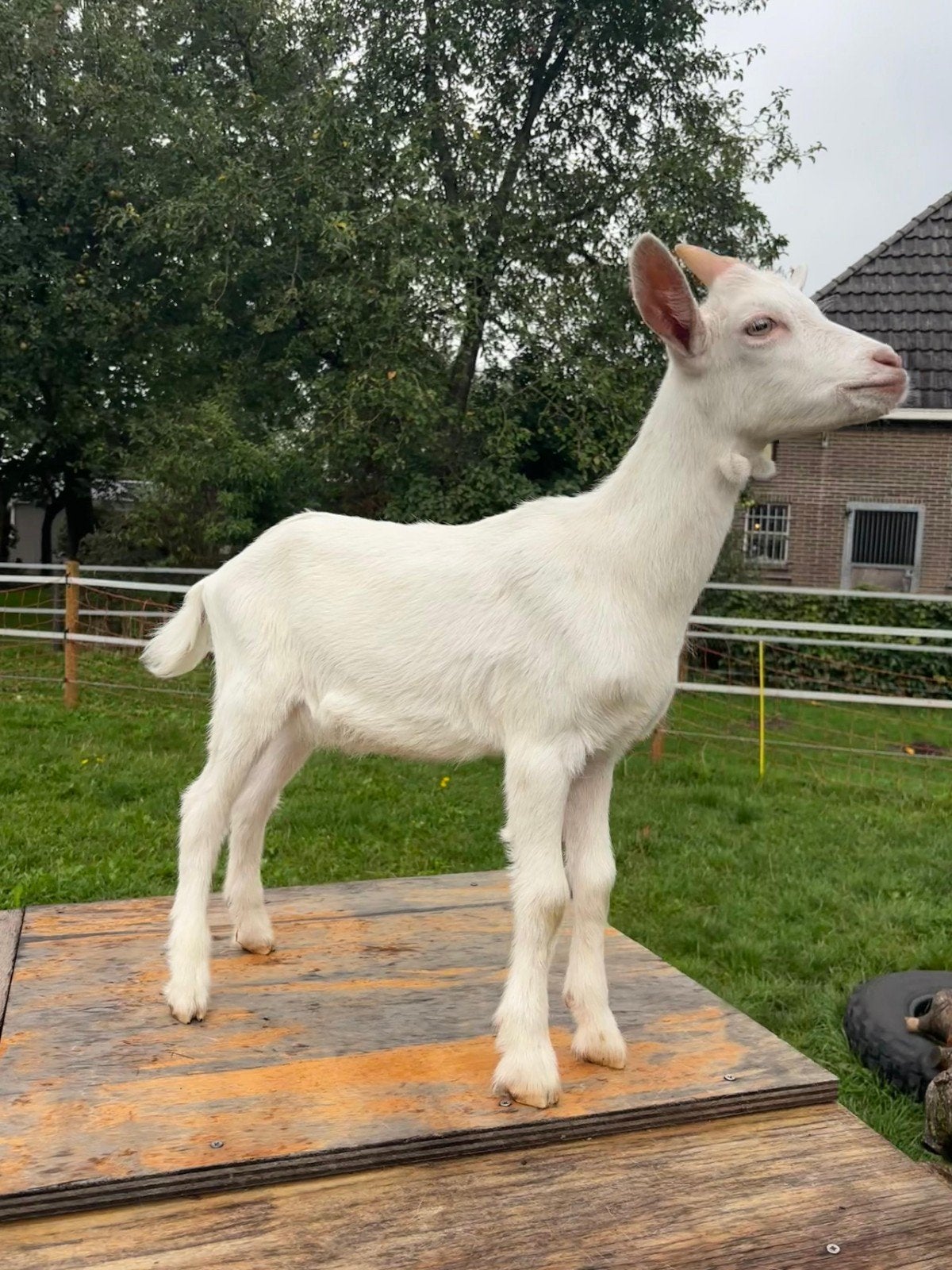 witte melkgeiten bokjes + 1 geitje, Meerdere dieren, Geit, 0 tot 2 jaar