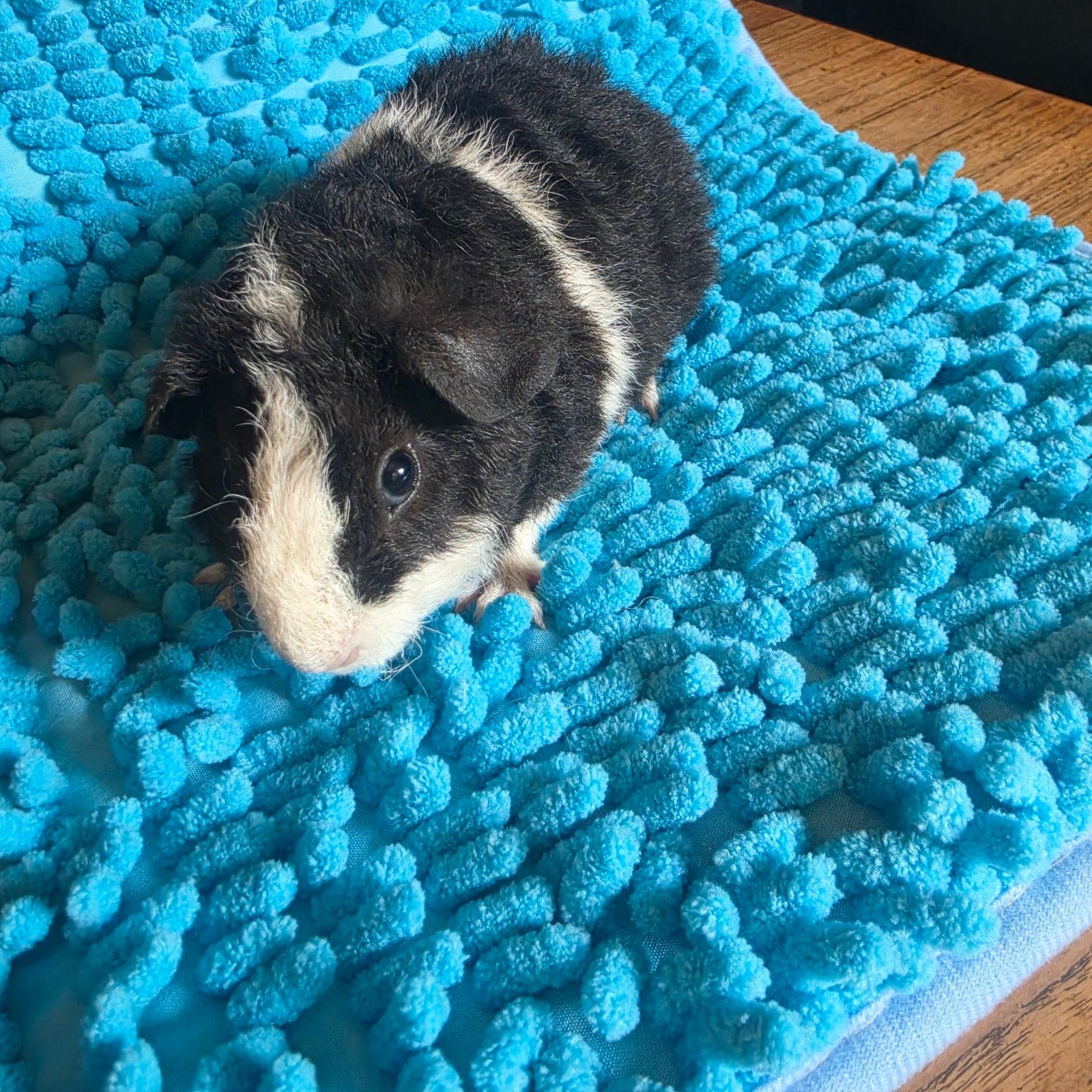Us Teddy beer/mannetje, Dieren en Toebehoren, Knaagdieren, Mei, Mannelijk, Cavia