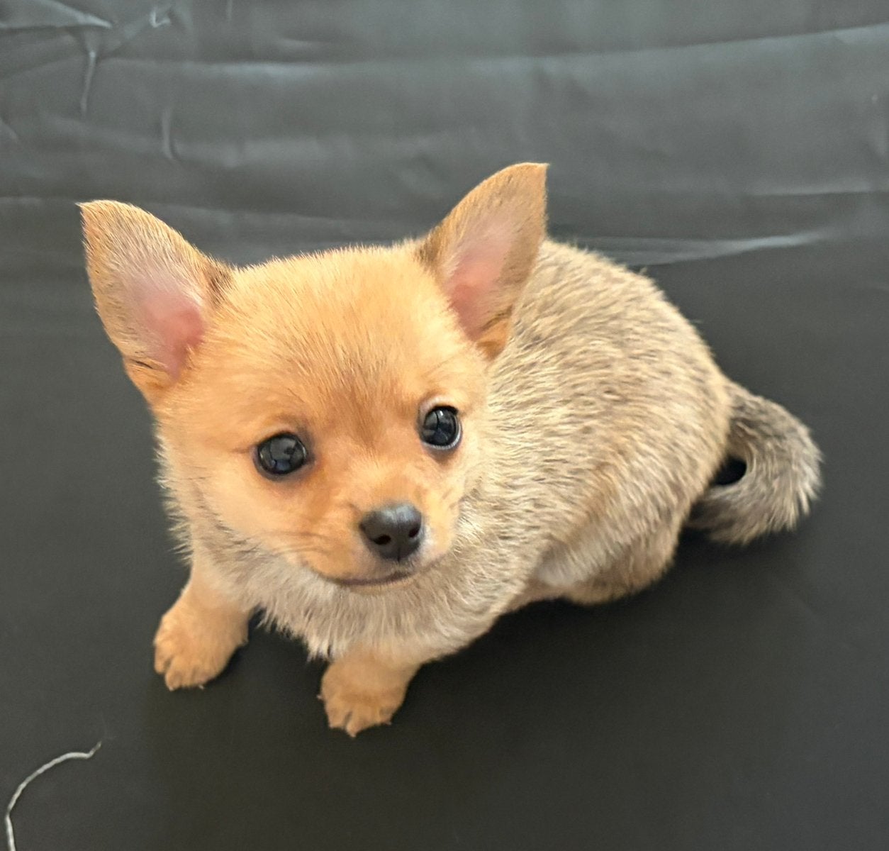 Mini Pomchi (pomeranian x chihuahua) puppy’s, Parvo, Overige rassen, 8 tot 15 weken, Meerdere