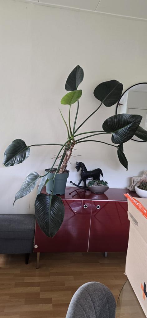 Philodendron green beauty, Ophalen, 100 tot 150 cm, Overige soorten, Halfschaduw