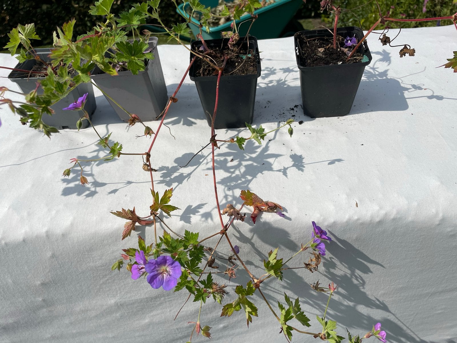 Geranium Rozanne - Vaste plant met prachtige bloemen, Volle zon, Vaste plant, Zomer, Ophalen