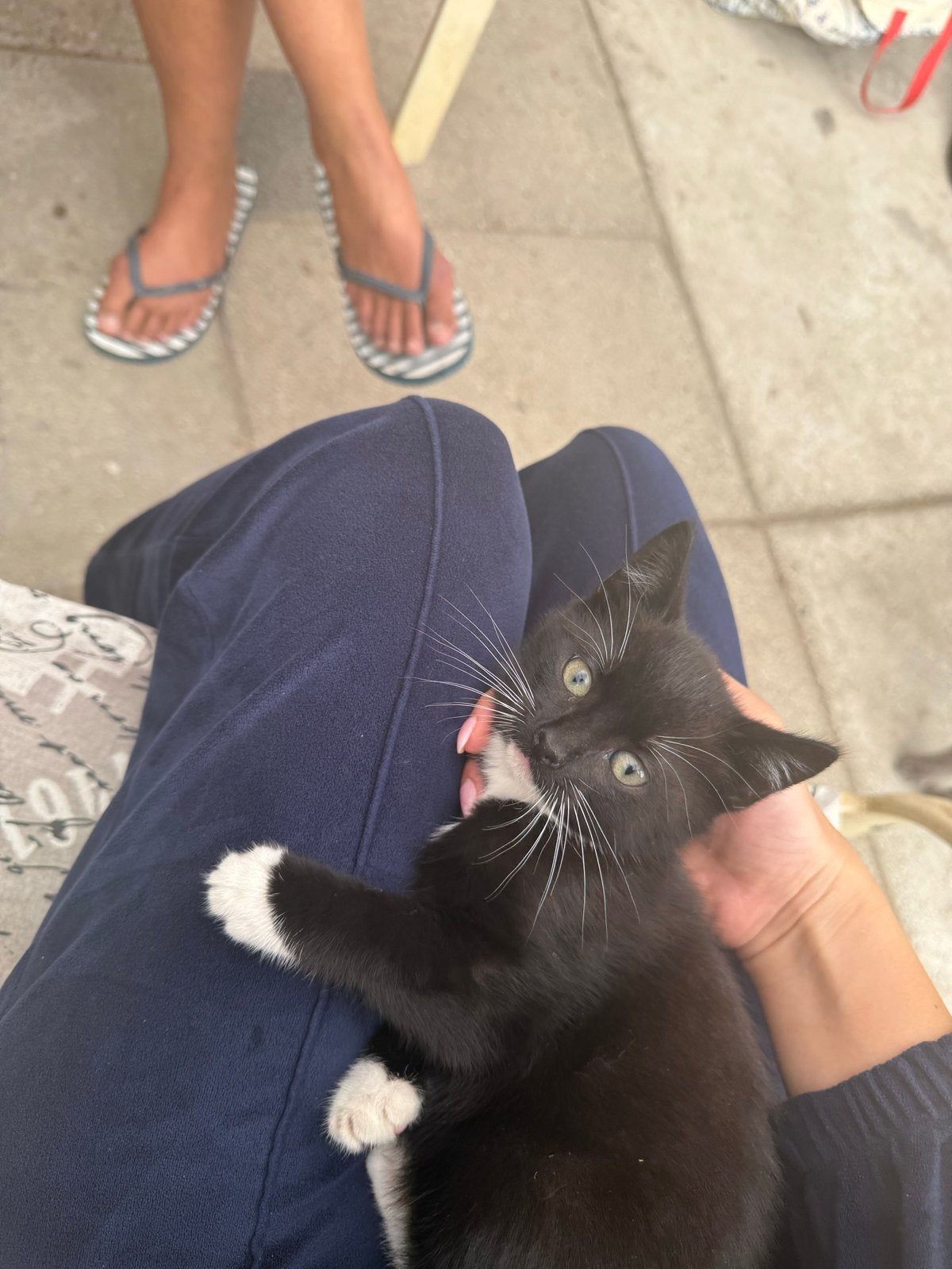 Boerderij kitten, Poes
