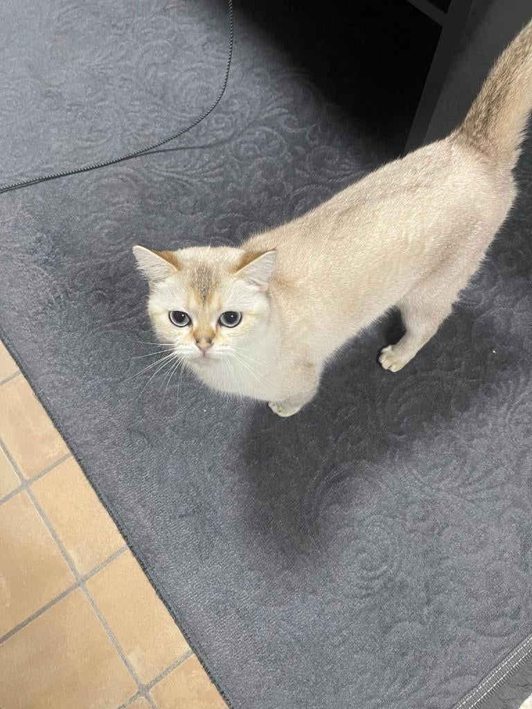Blue Point poesje, Poes, Ontwormd, 0 tot 2 jaar