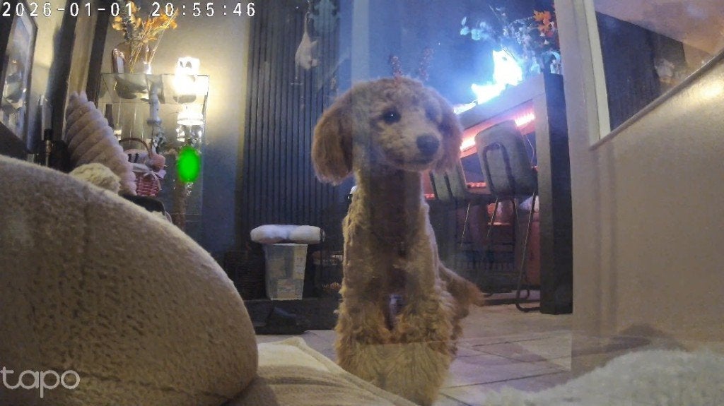 Mini poedel, Sienna, Dieren en Toebehoren, Honden | Poolhonden, Keeshonden en Oertypen, 1 tot 2 jaar, Teef, Poolhond, Parvo