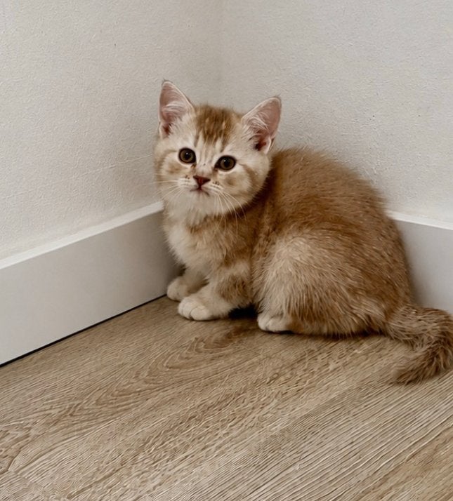 Britse korthaar kittens, Meerdere dieren, Ontwormd, 0 tot 2 jaar