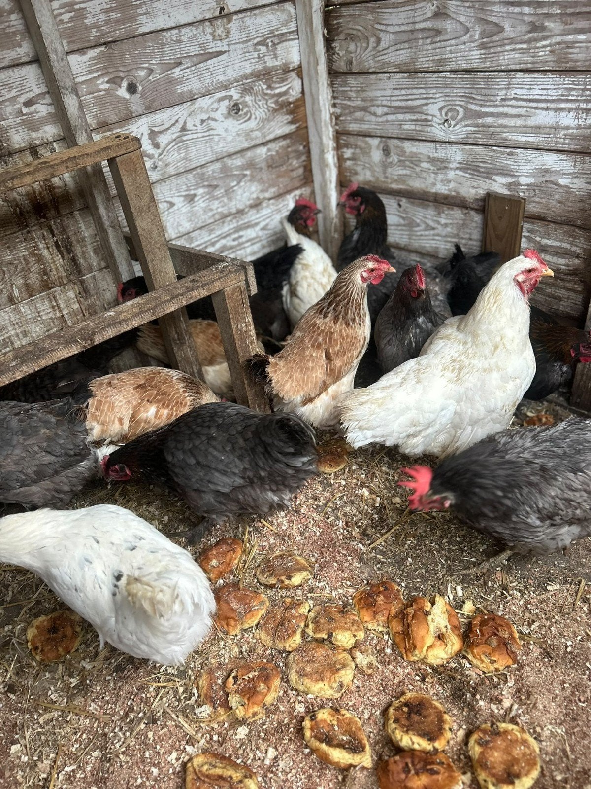 Marans Kippen Groot Ras., Dieren en Toebehoren