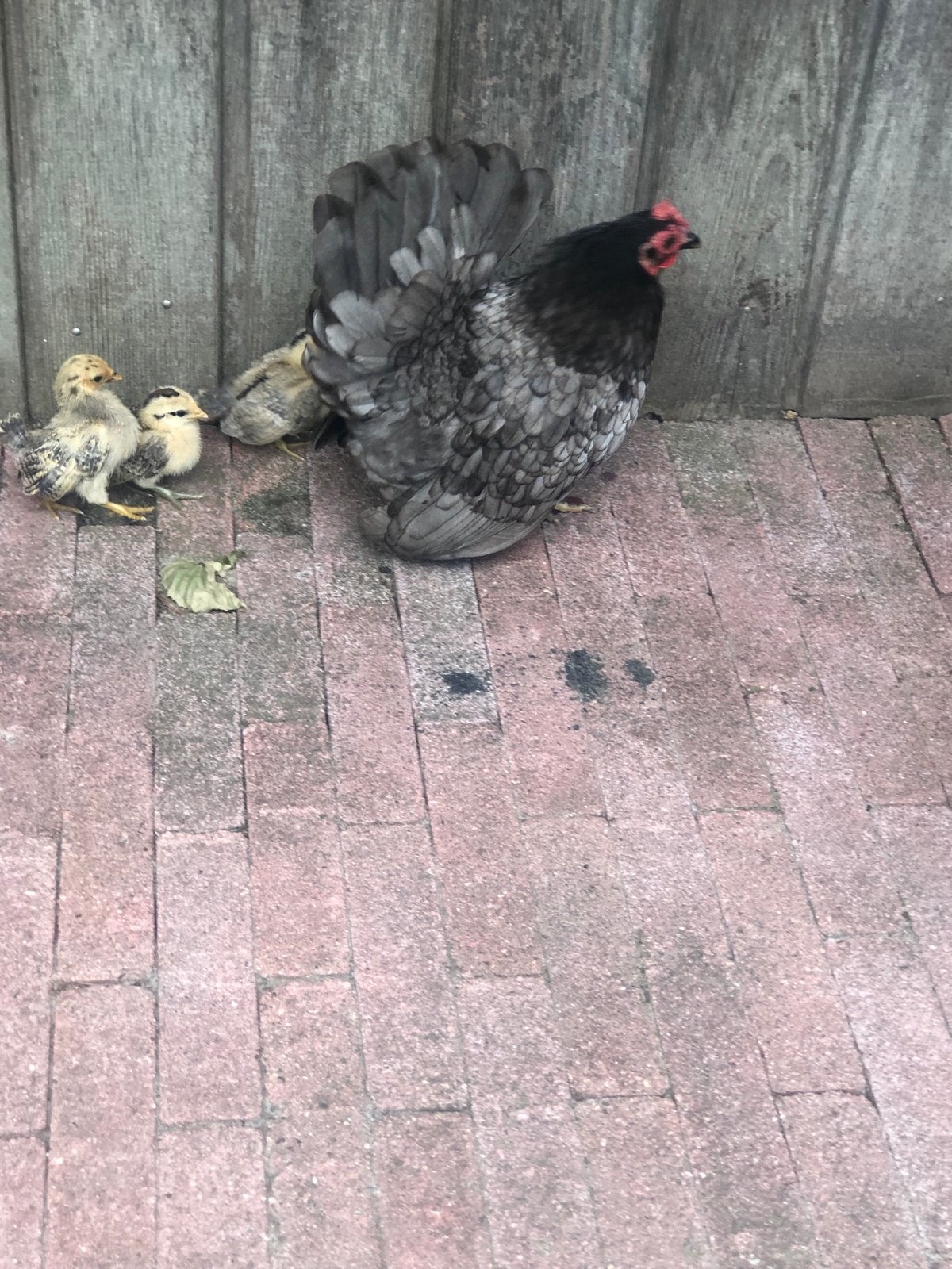 Kuikens met moeder tekoop, Meerdere dieren, Kip