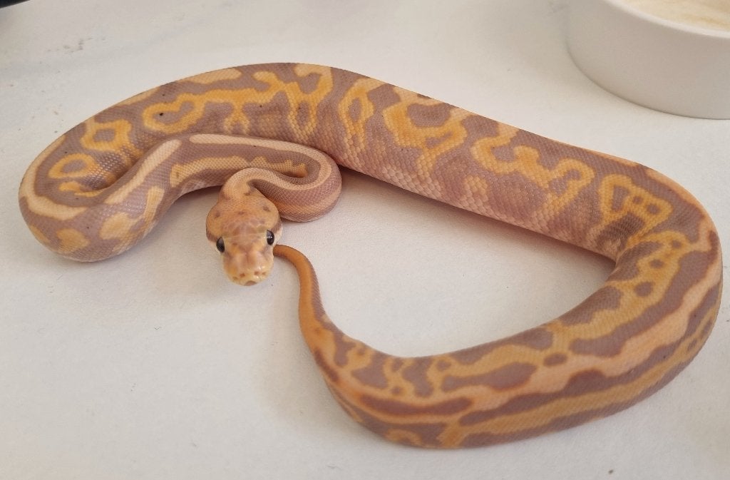 1.0 banana black pastel leo spotnose od het clown 66% pied Ball Python photo 3