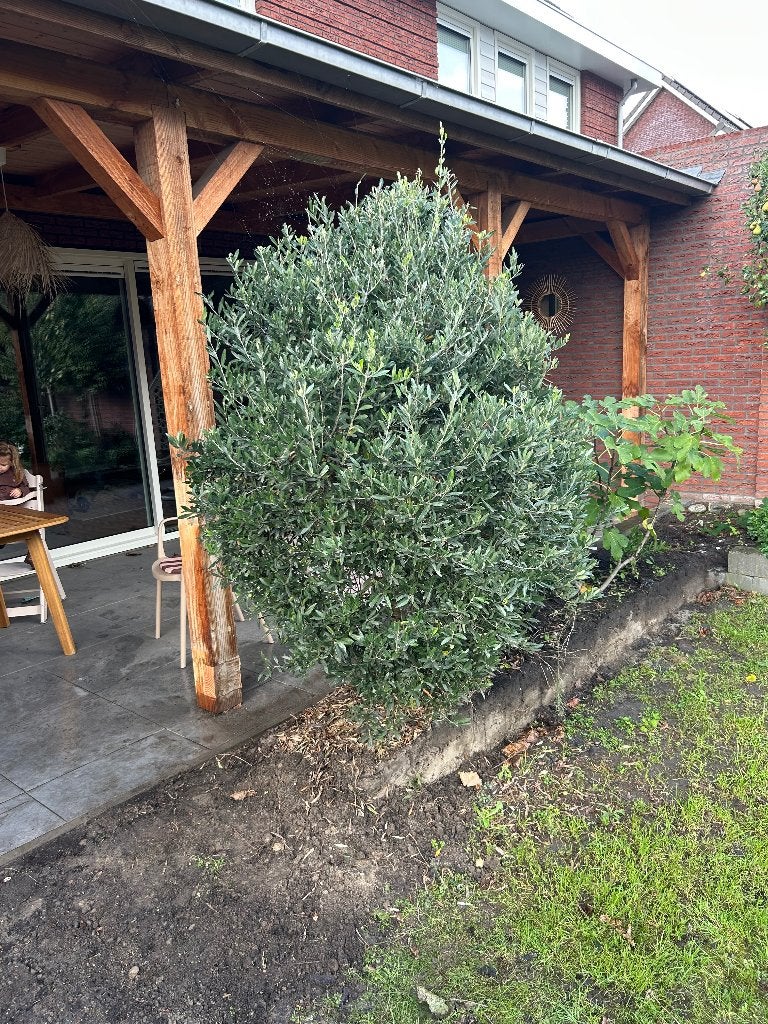 Olijfboom, Tuin en Terras, Bloeit niet, 100 tot 250 cm, Olijfboom, Ophalen