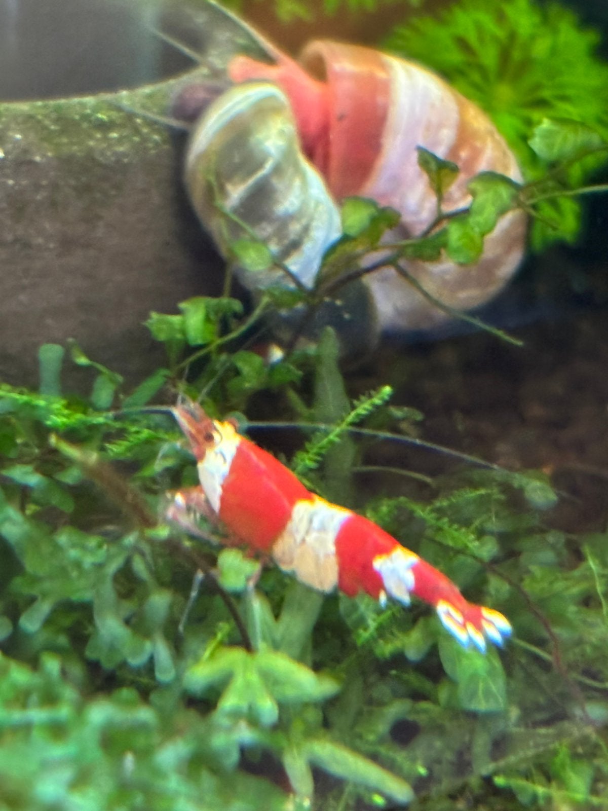 Crystal Red garnaal, Kreeft, Krab of Garnaal
