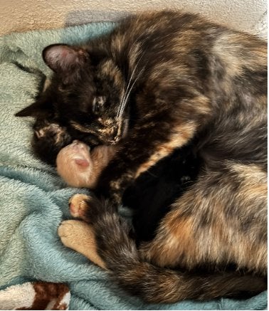 Kittens, half/driekwart Ragdoll, Meerdere dieren, Kortharig, 0 tot 2 jaar